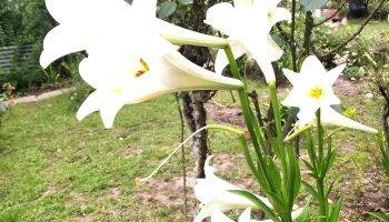 Agrosistema del Litoral Srl - Rosario Del Tala