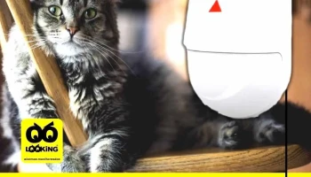 Looking Alarmas - Río Cuarto Looking Alarmas - Río Cuarto