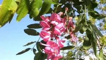 Villa Aranguren - Villa Aranguren