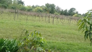 Vivero cerro azul - Cerro Azul