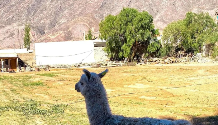 Camping El Jardín - Tilcara