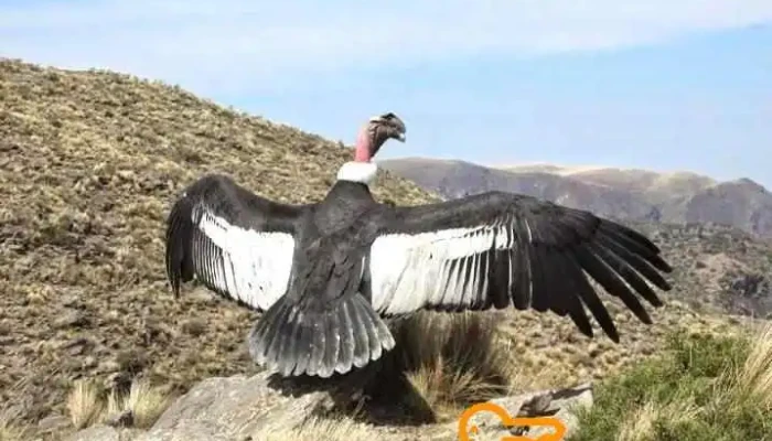 El Portezuelo -  Montana - El Portezuelo