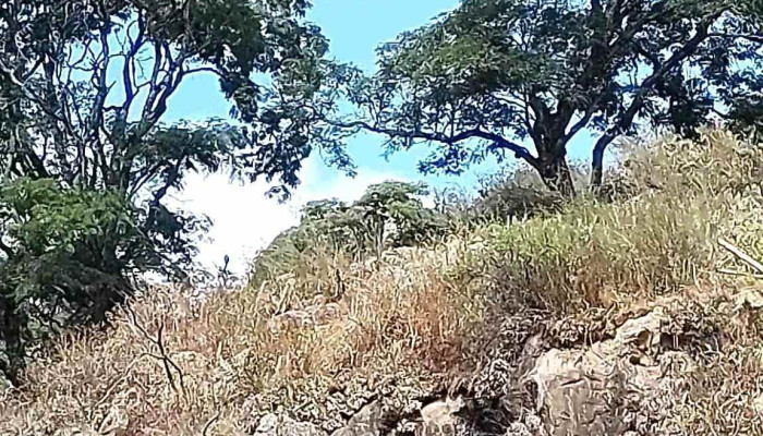 Guayamba -  Videos - Guayamba