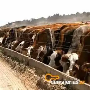 Hotel Ganadero Huaycama -  Ganado Vacuno - La Puerta