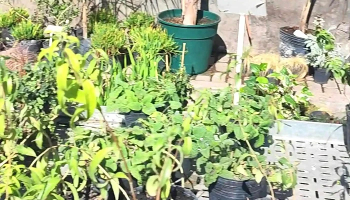 Vivero Verde Urbano -  Dorrego - Dorrego