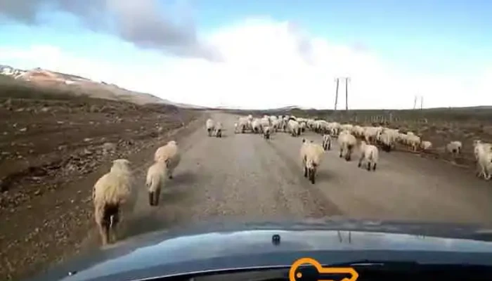 Zapala -  Videos - Zapala